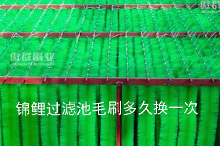 錦鯉過濾池毛刷多久換一次 錦鯉過濾池毛刷多久換一次